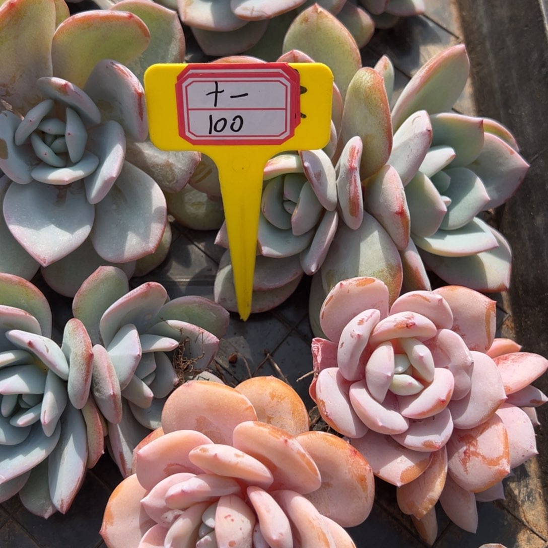 十***•我是花卉专用车司机，十一100