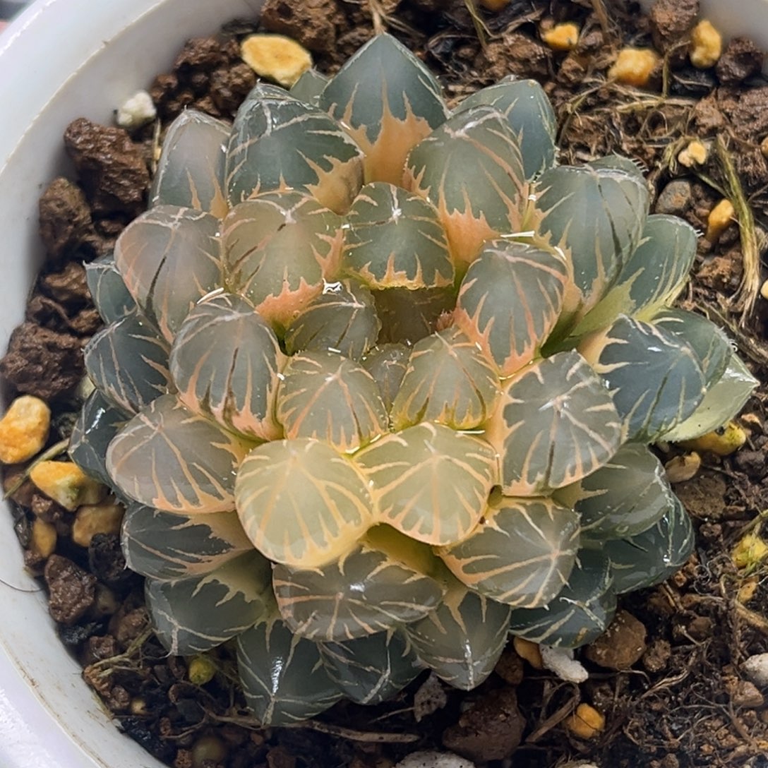 238糊斑霓虹灯玉露锦