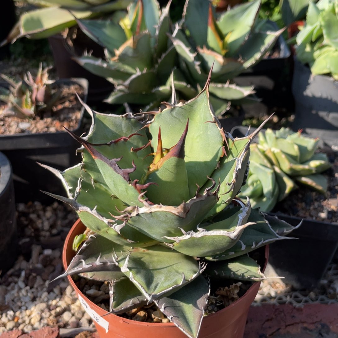 无花朵实生龙舌兰