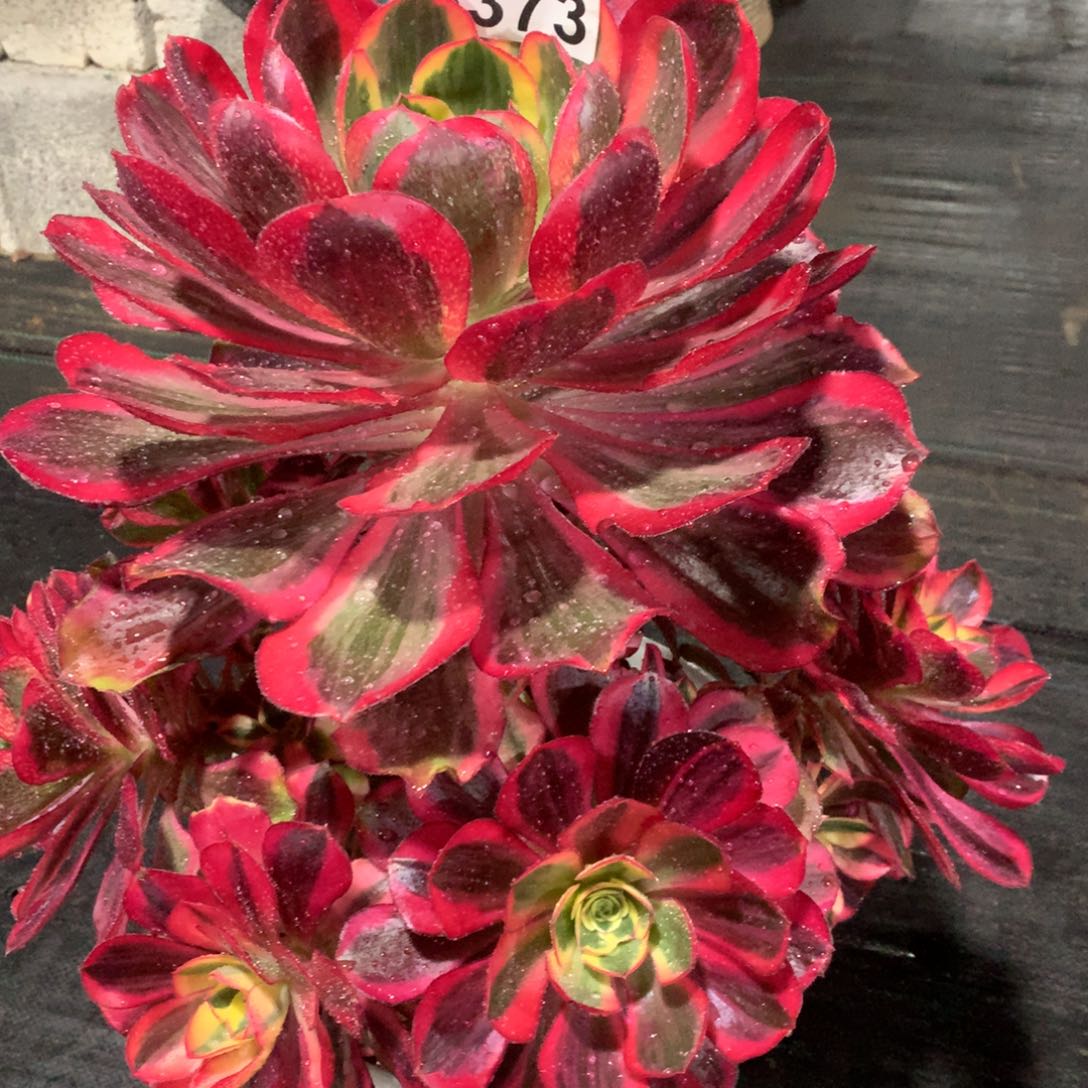 紫砂茶杯B373-魅影228福利福利