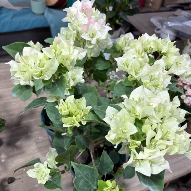 加仑盆三角梅到手一盆路途掉花属于正常现象