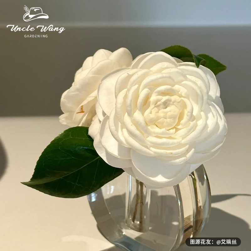 种花王大爷 山茶花盆栽植物木本花卉浓香型庭院室内四季好养茶花