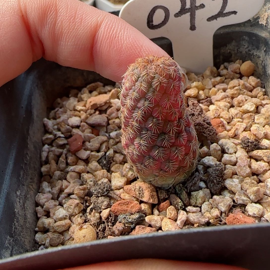 42侧芽自根宝山锦多肉