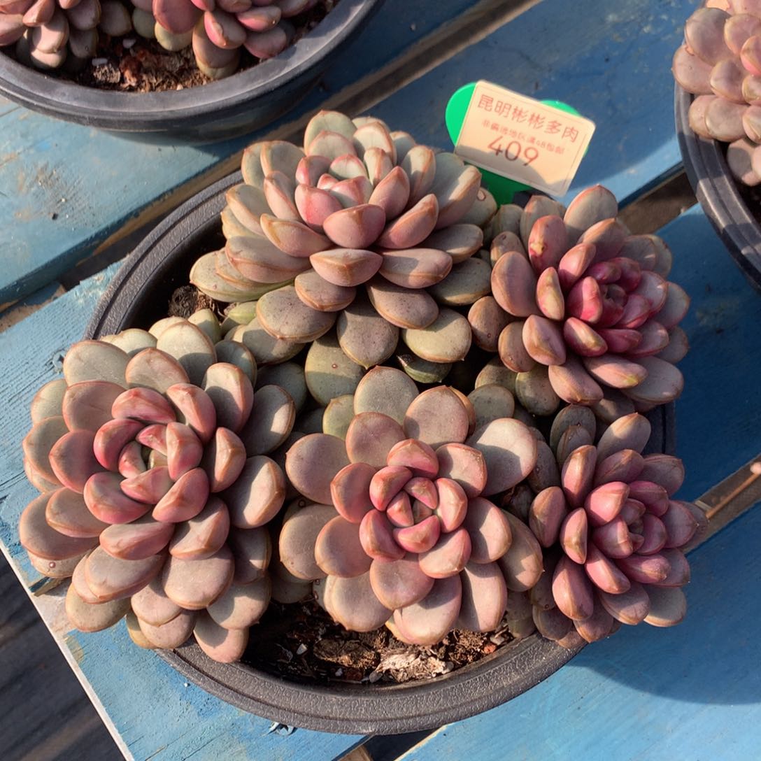 葡萄老桩无砍409