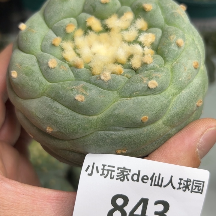 843可节后发货 可帮发根