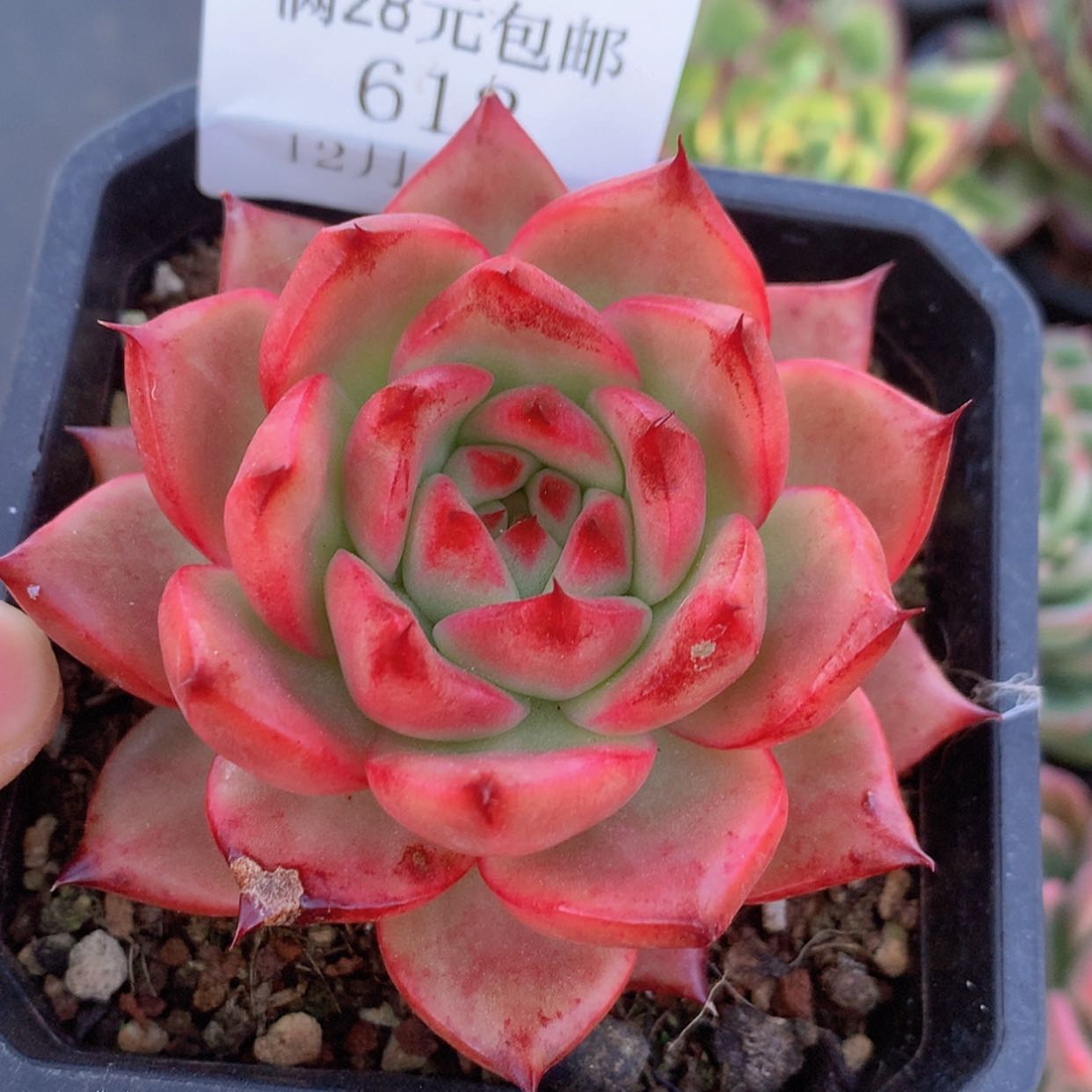 【闪购商品】云612号