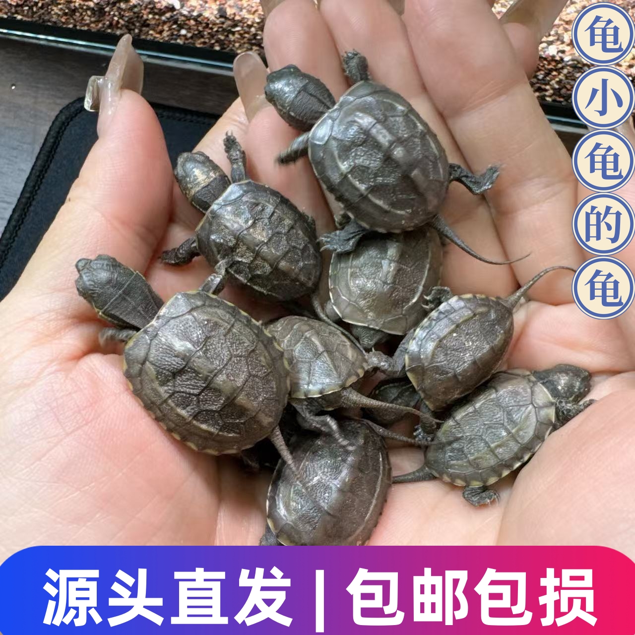活体黑腹中华草龟苗宠物外塘浅水观赏冷水小乌龟