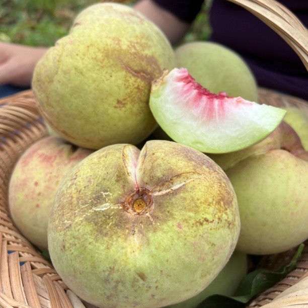 十月桃.脆.甜【五斤礼盒装】送礼首选贵州省