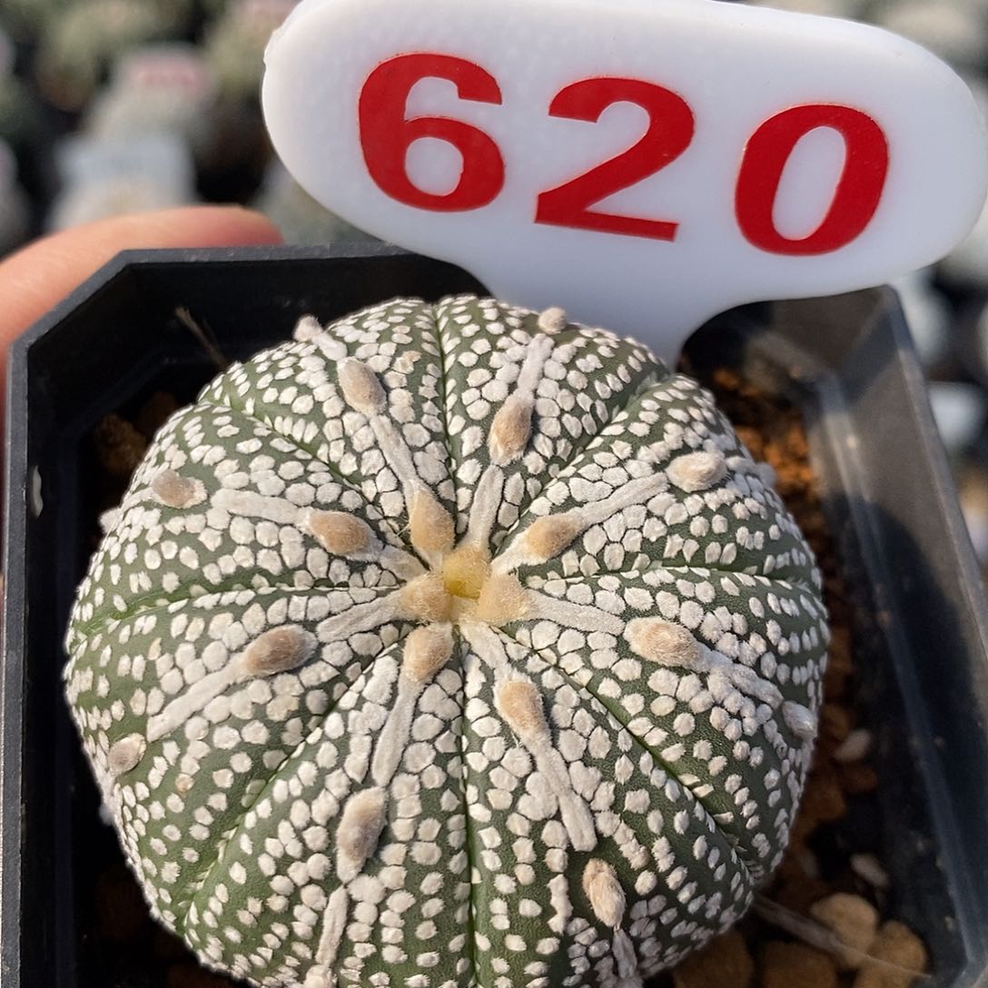 620奇迹兜系列的产品