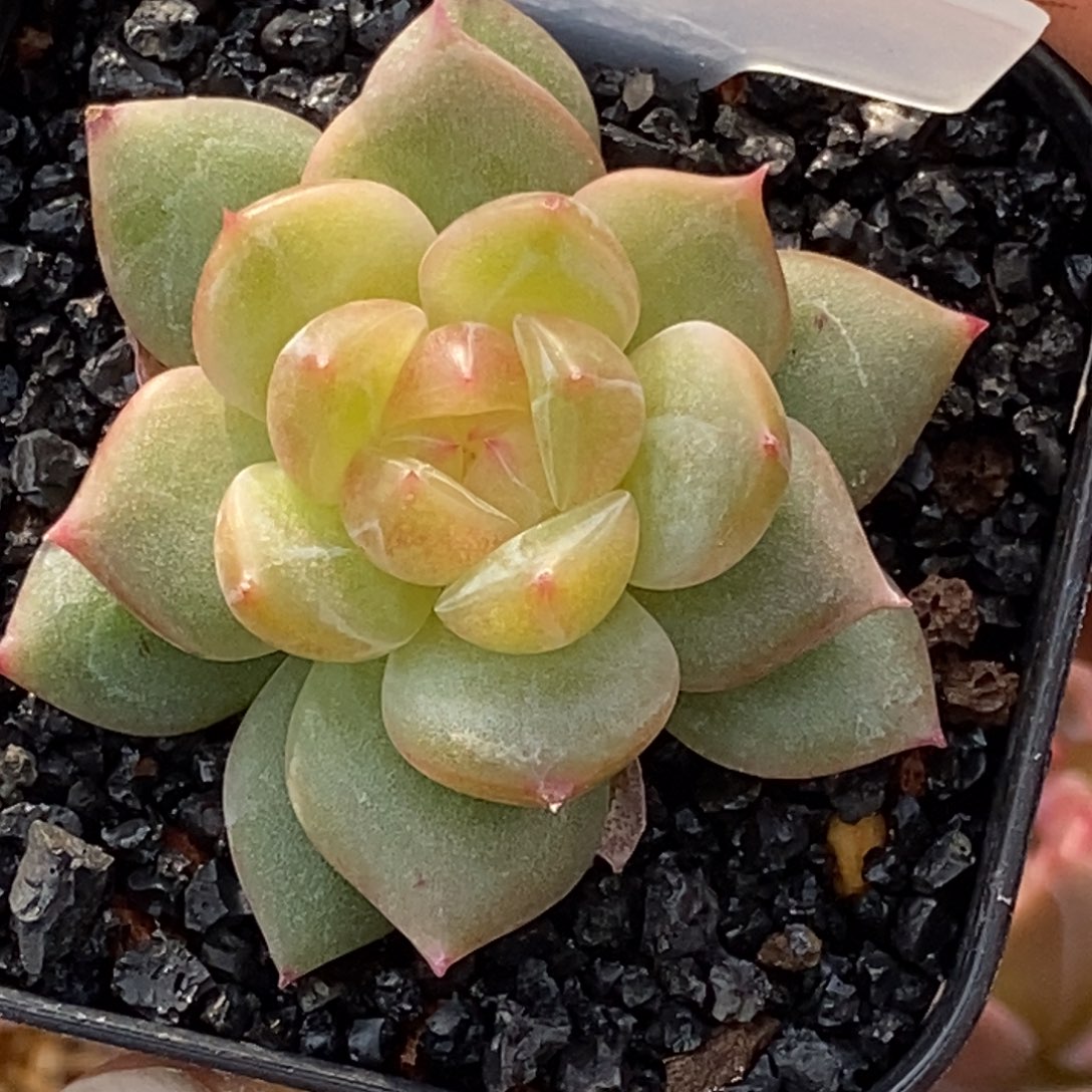 天官赐福把握机会