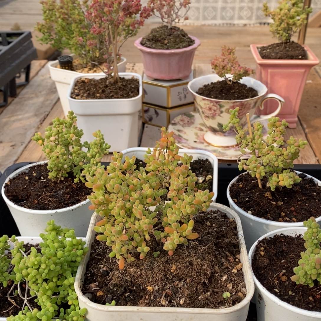 枝干蜜桔糖球来哦456