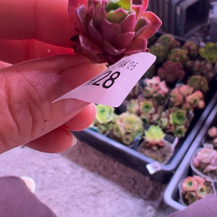 冷***运苗苗山地玫瑰多肉植物28