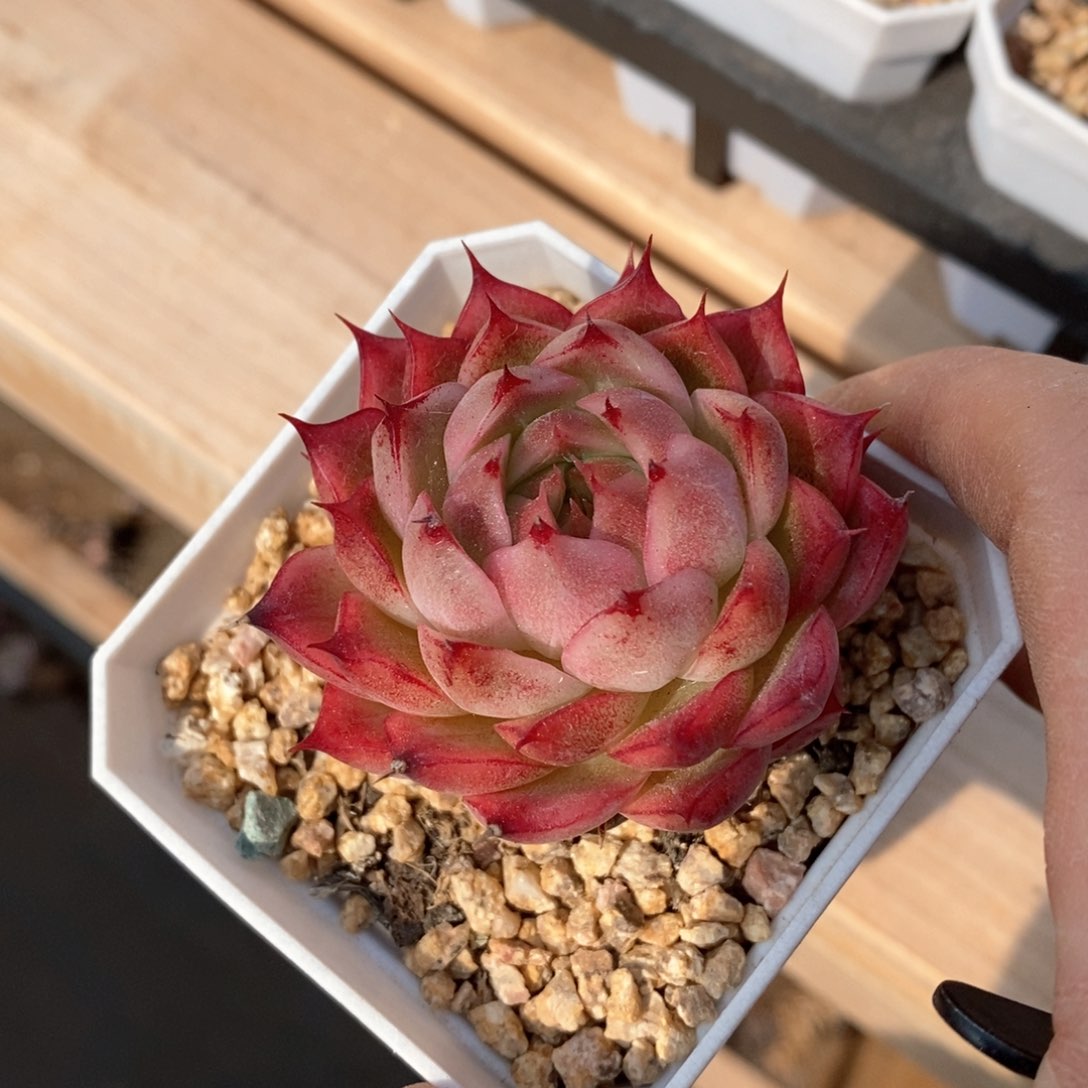 精品多肉一物一拍不包整130