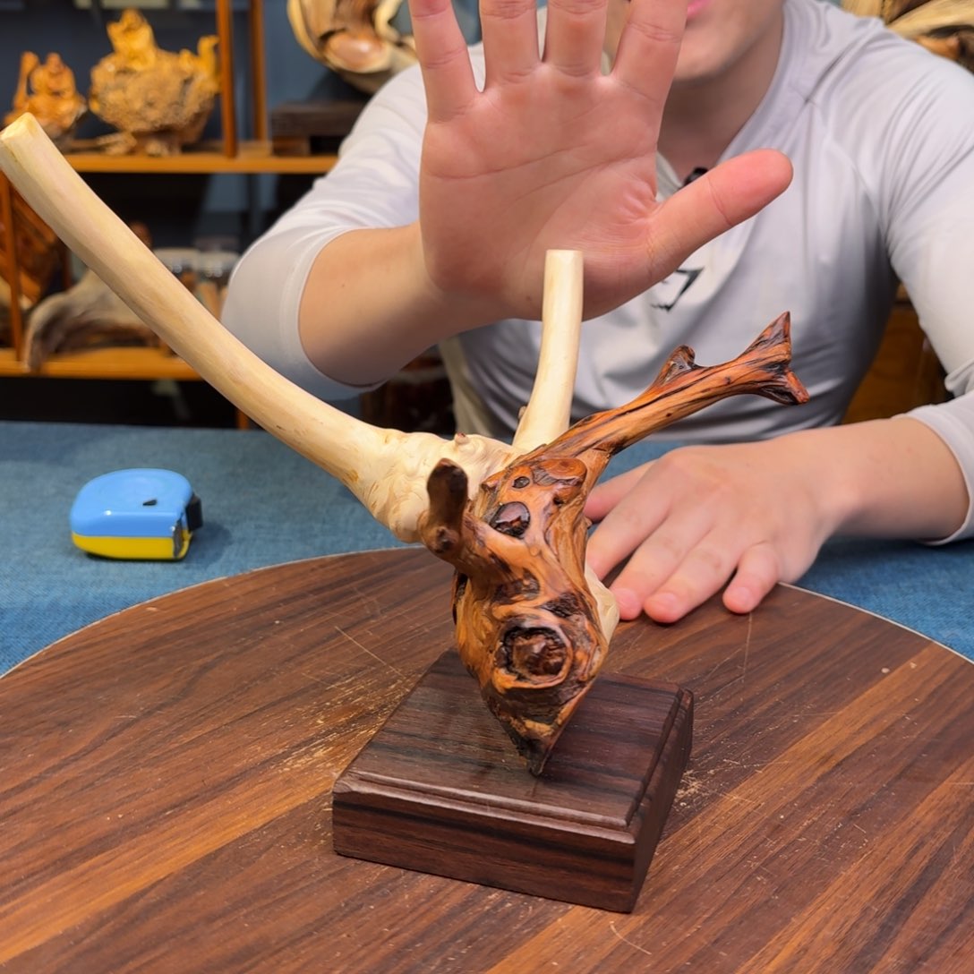 柏木（崖柏）太行崖柏