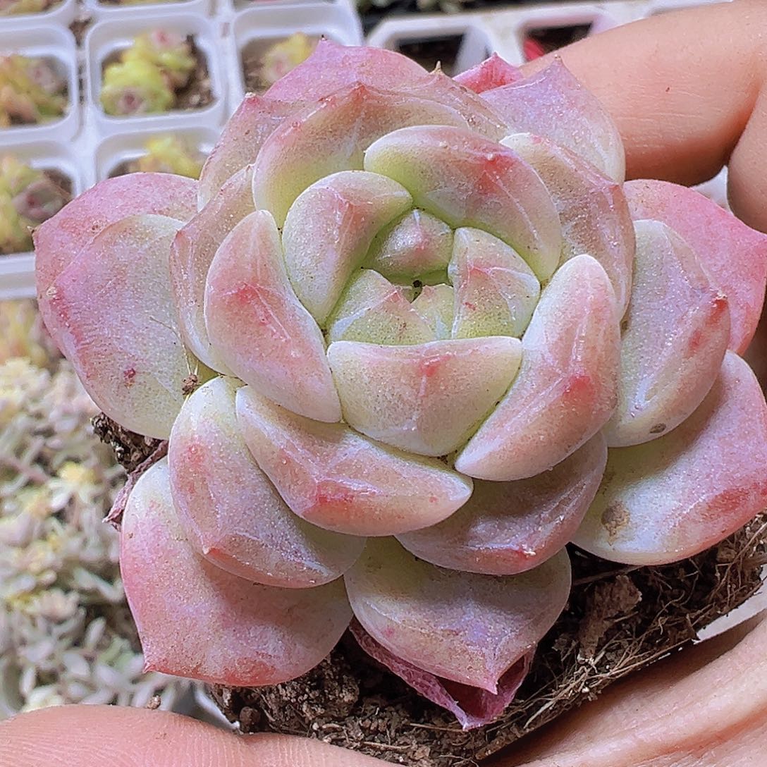粉黛发样品19包邮