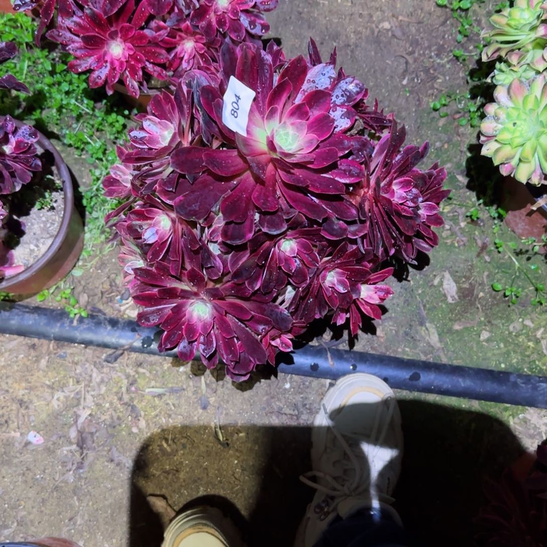 白婚纱法师多肉804