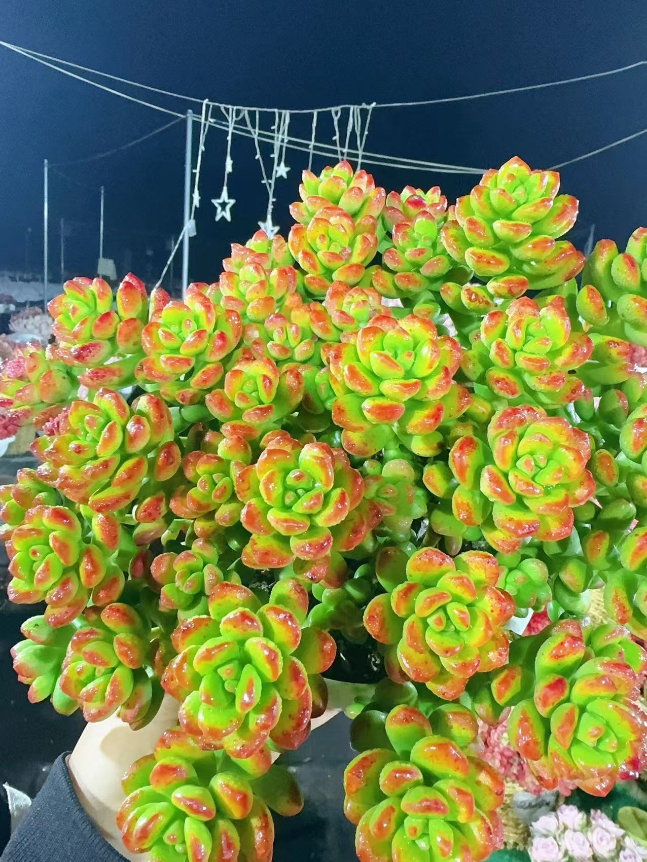 x香豆 新手好养 带盆带土 云南基地直发