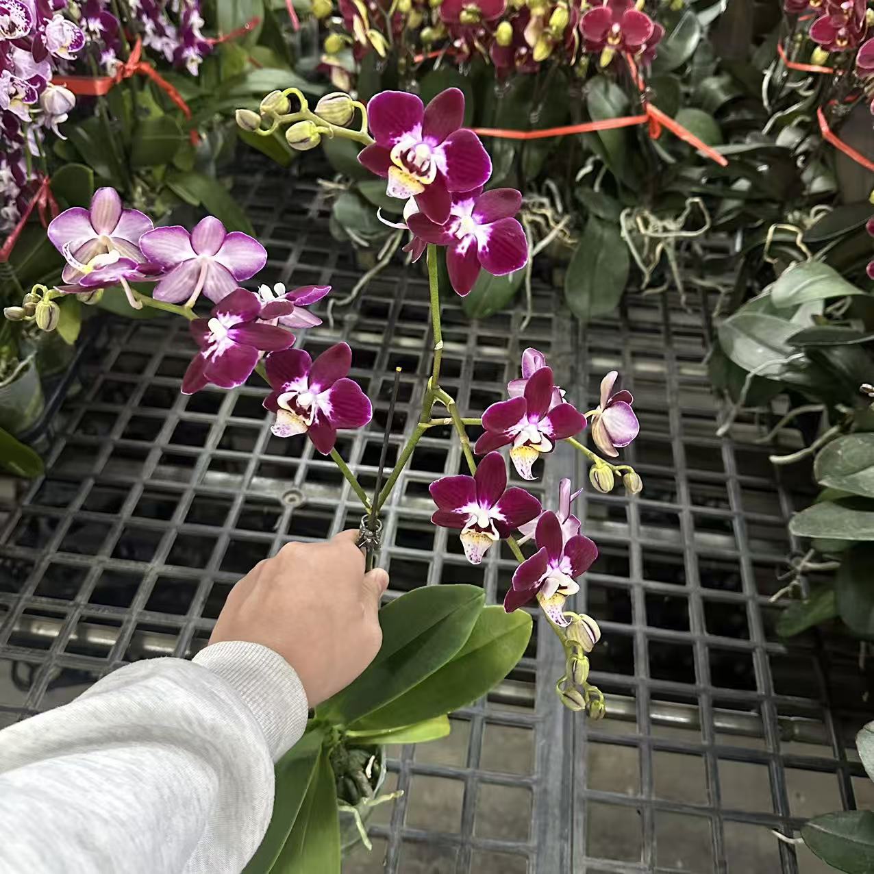 蝴蝶兰【星空】带花室内花花 广州基地直发
