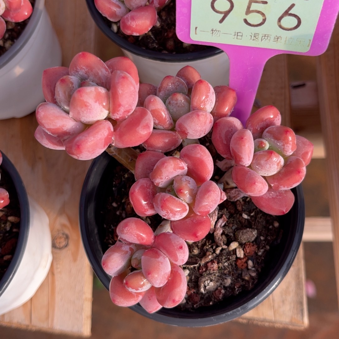 云尘多肉一物一拍956，