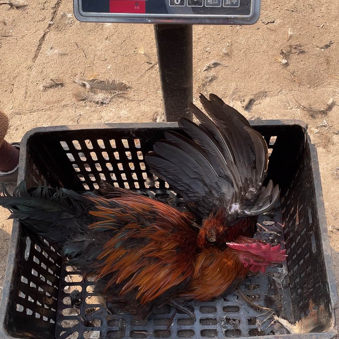 365天包装110宰杀发货