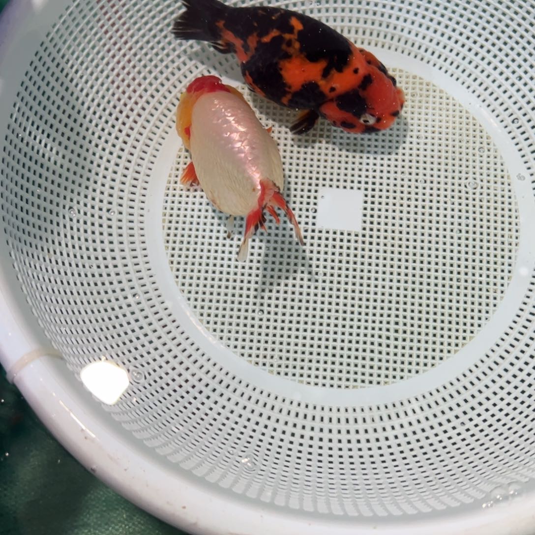 金鱼丹顶和红虎霸气