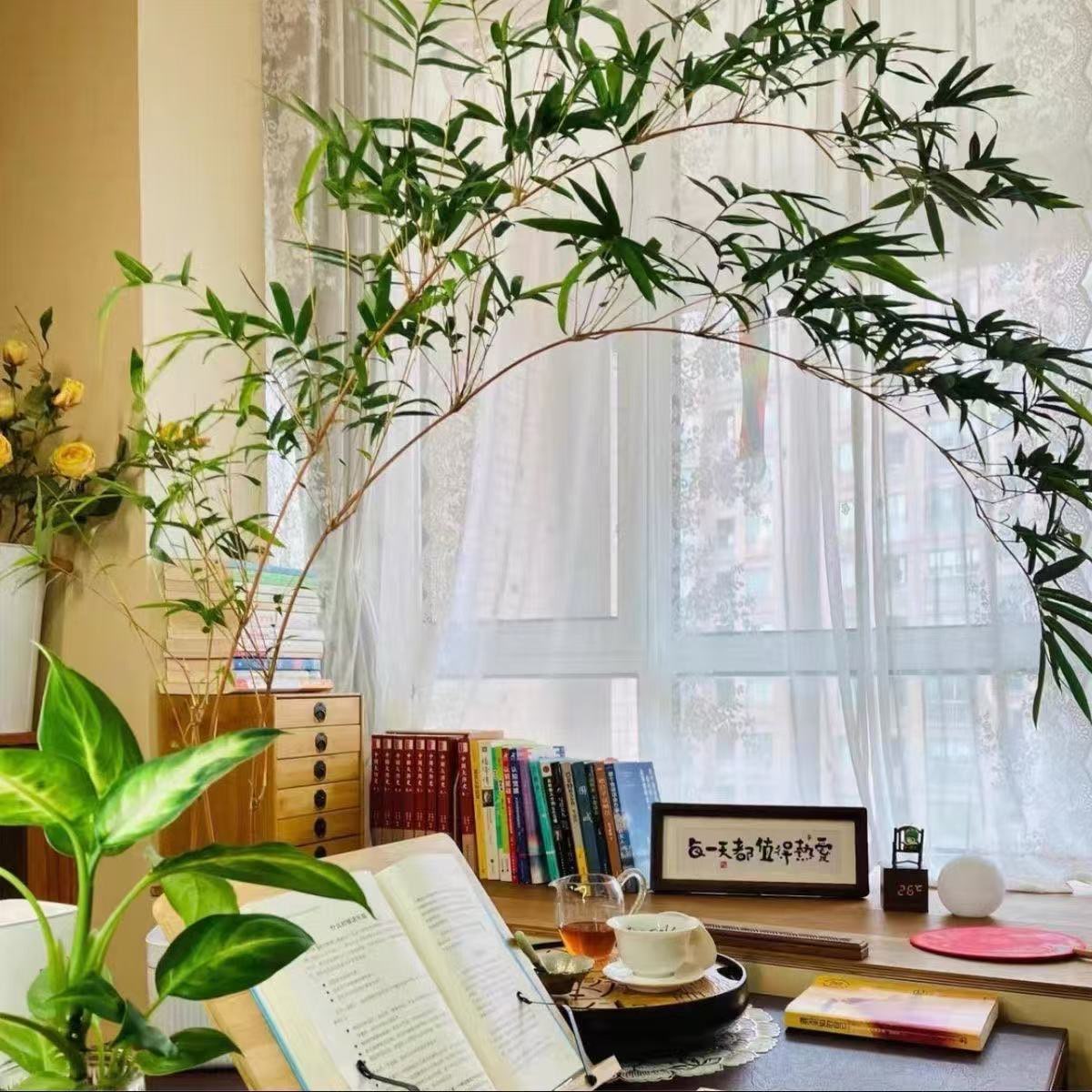 桌面款单飘观音竹好养茶室桌面造景