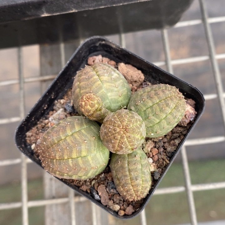 伯克利和格蕾纳等著名