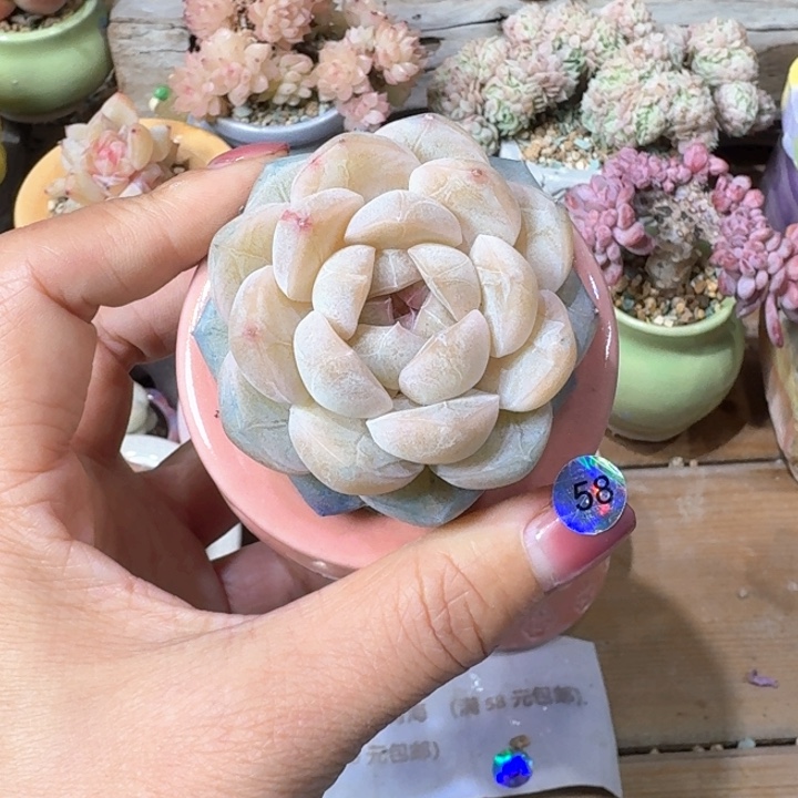 58 多肉含盆土 30元包邮 ➗偏远地区