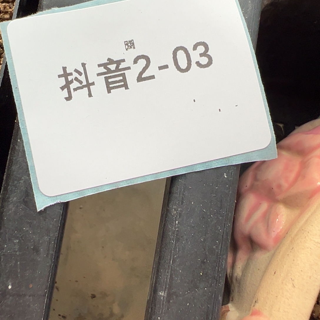 漆***鸭2-03肉锥多肉植物