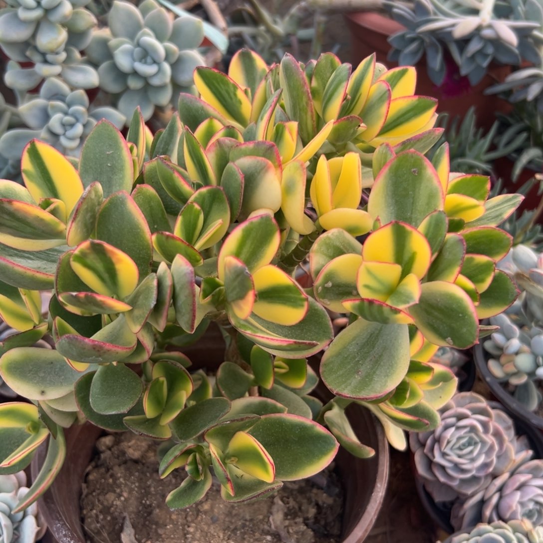 多肉植物多肉植物