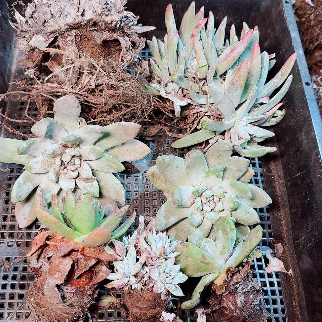 9123瑕疵框拍不售后