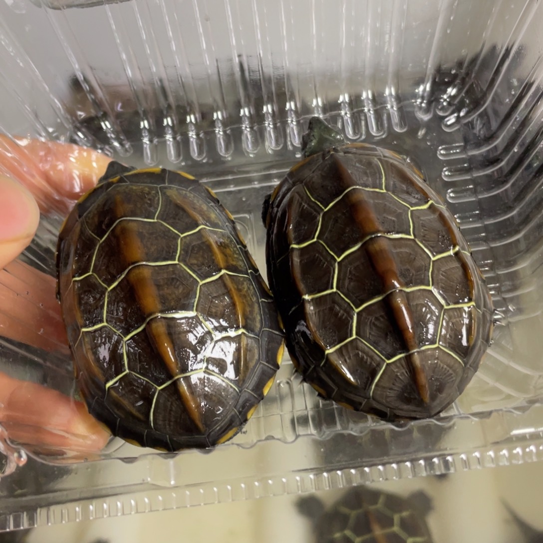 苏北金线冷水草龟