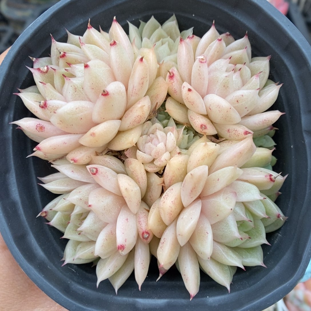 粉油透麦秆5581号