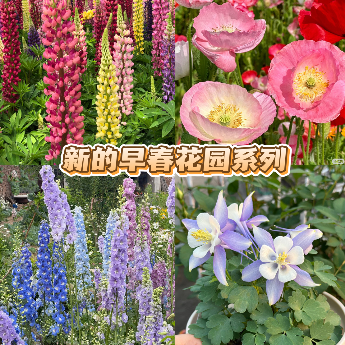 【新的早春花园】11厘米口径多年生庭院花境宿根耐热耐干旱