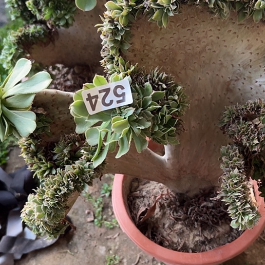 蓝***云多肉植物一个妖装