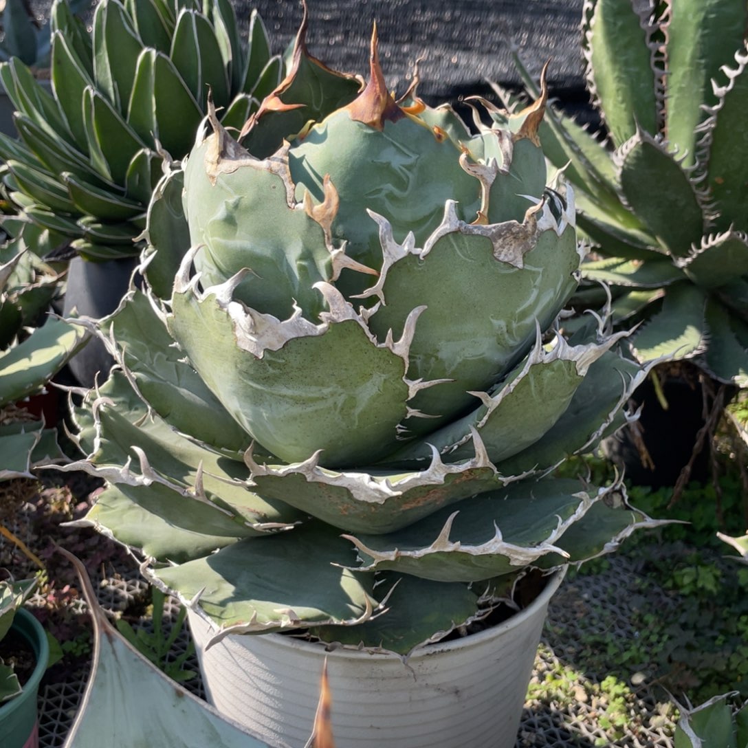 无花朵正白龙舌兰