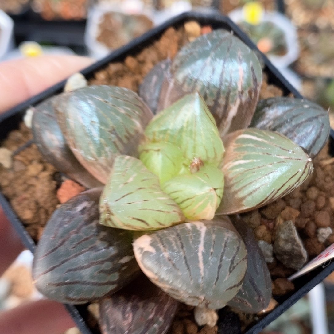 红陶162号玉潭锦一物一拍的