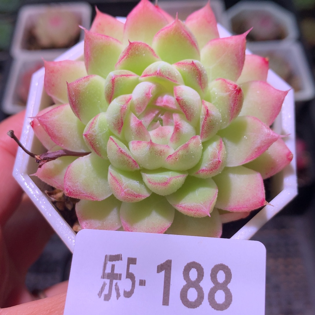 乐然 5-188 女王玫瑰 