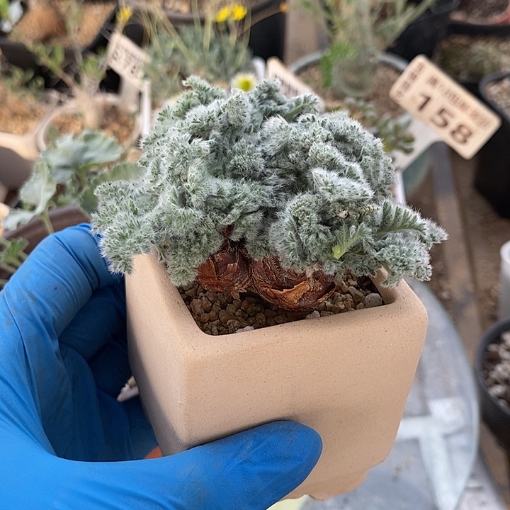 848三头羽叶洋葵一一一一一一一带盆