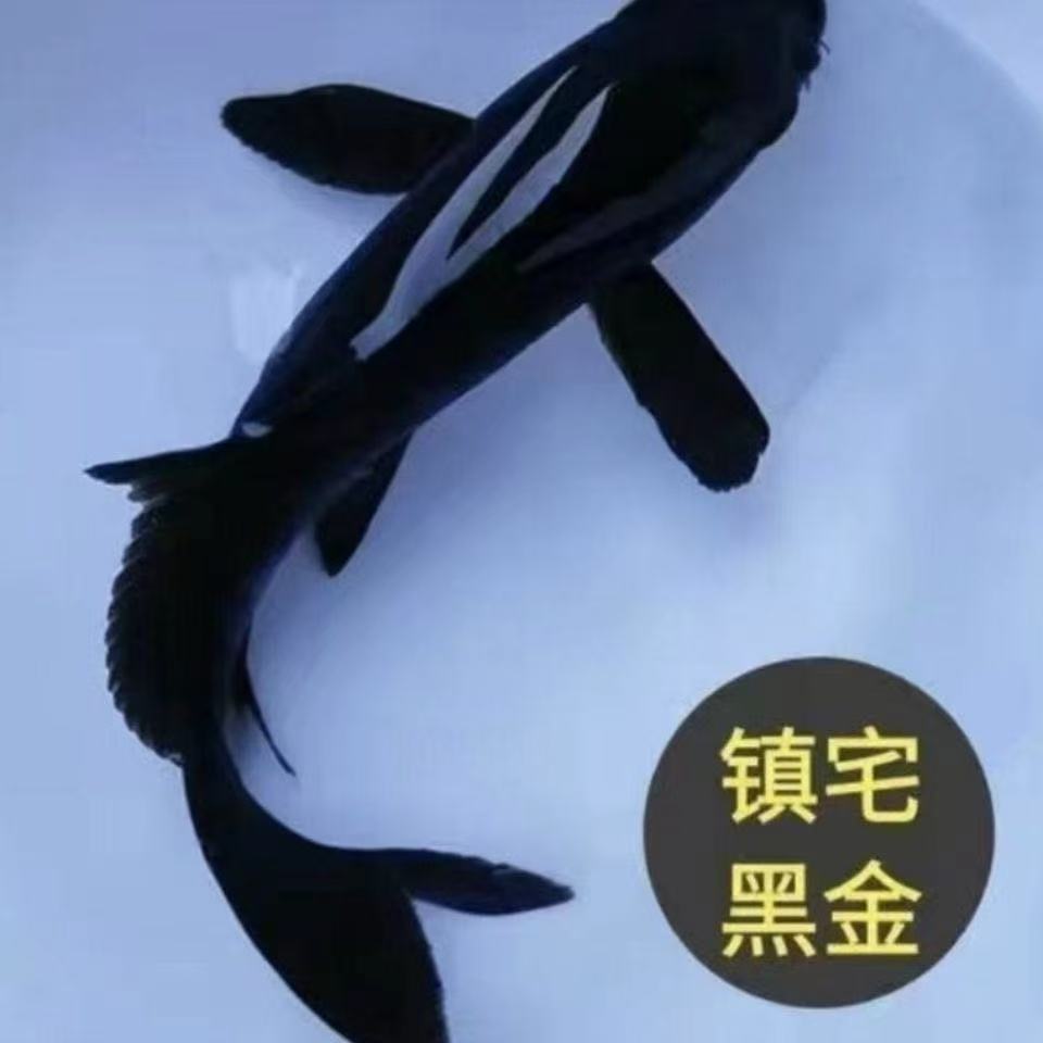（2号链接）纯种黑金黄金白金蝴蝶锦鲤活体冷水淡水观赏鱼包活