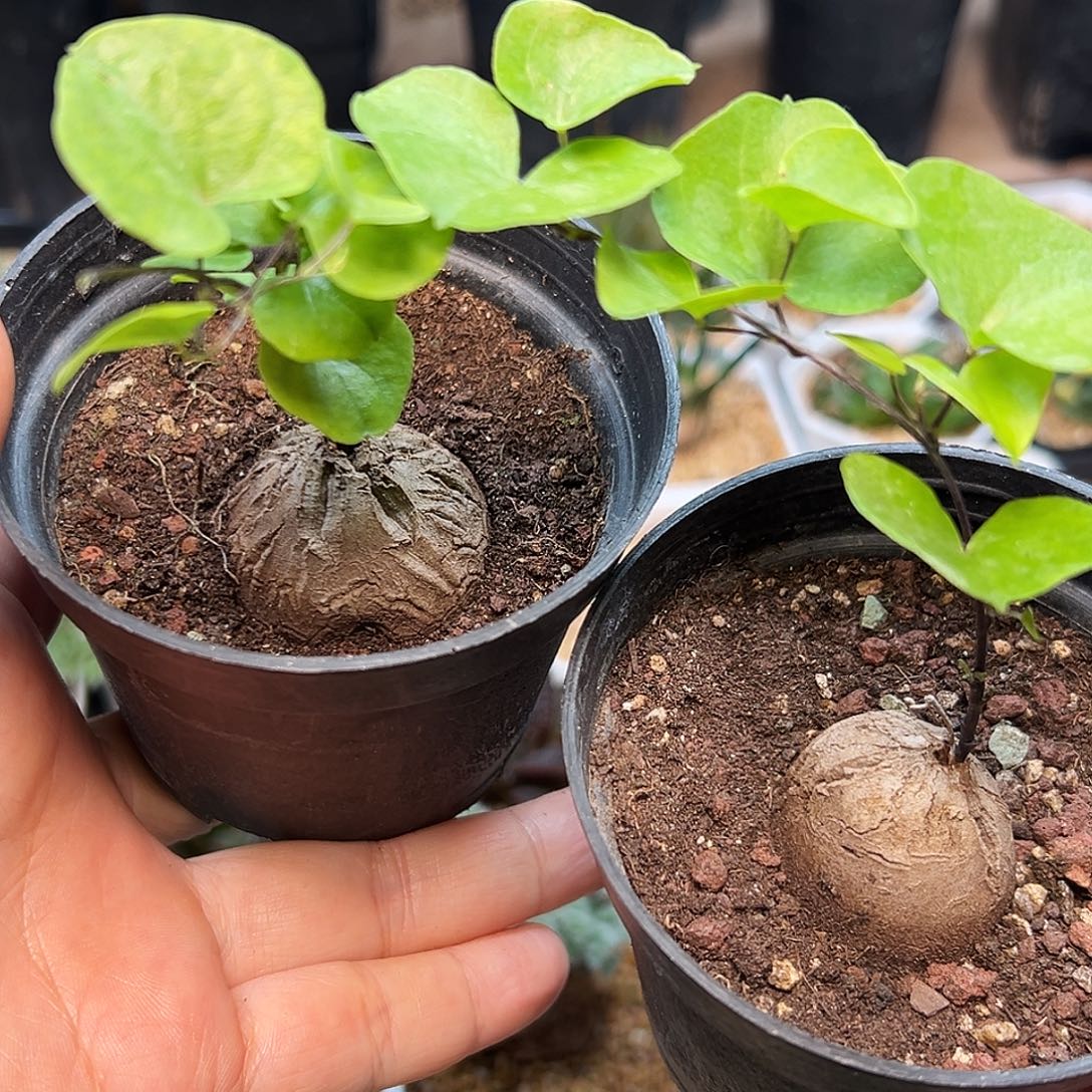 特价南非龟甲龙实生带盆发货