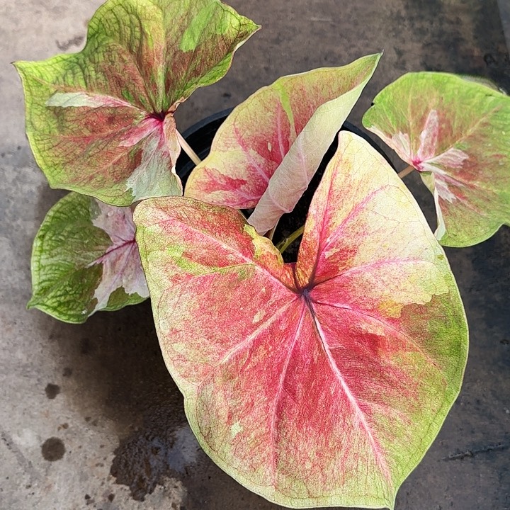 7-1229月亮光辉广东现货