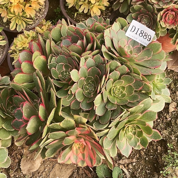 1889夜宴多肉植物