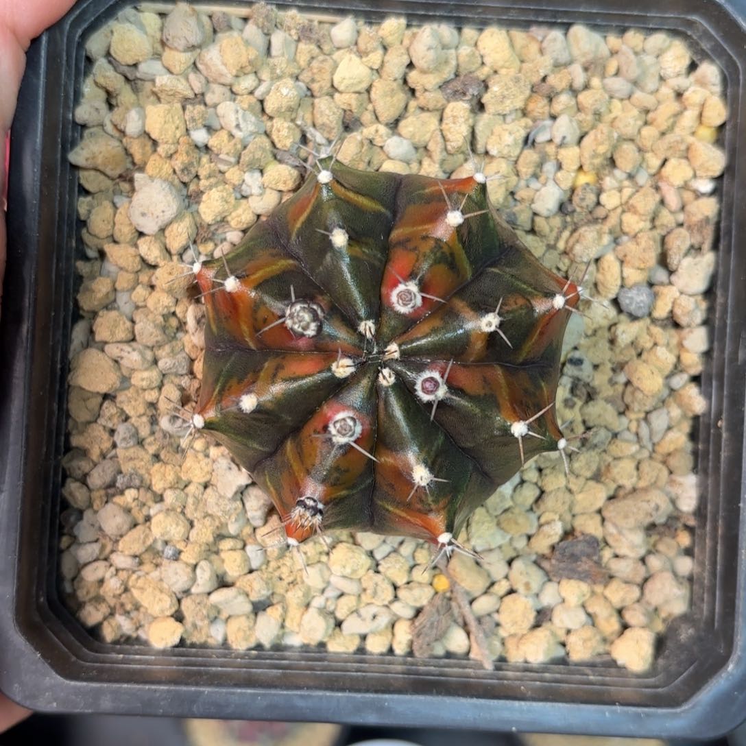 泰系米哈仙人球35