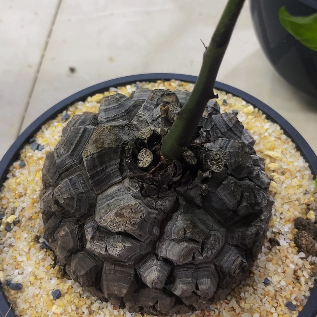 黑皮龟甲龙盆栽龟