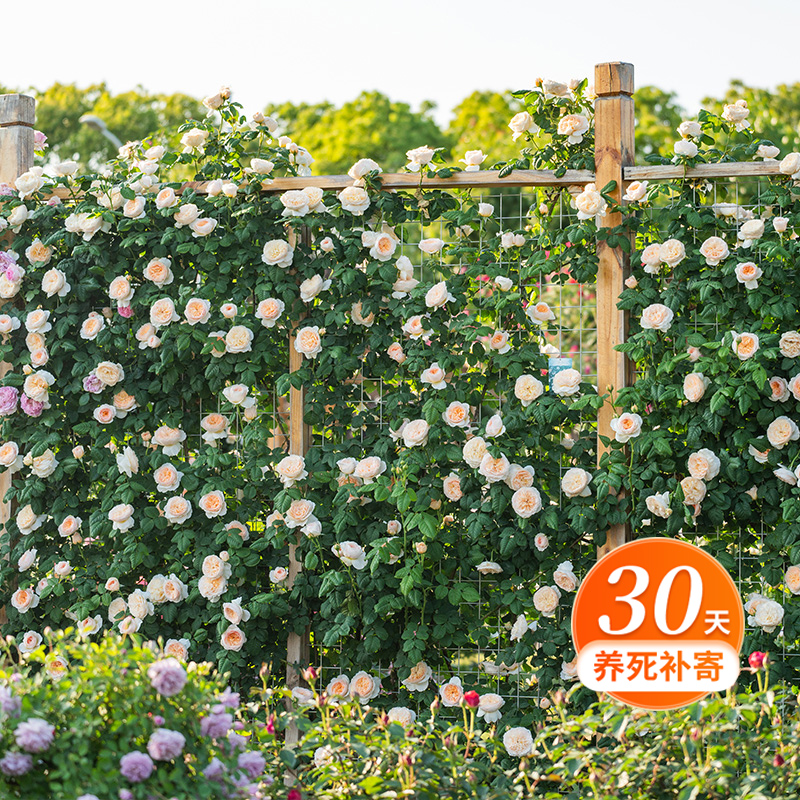 天狼月季 涵仙 自育月季  藤本中香多季节开花爬藤花卉盆栽