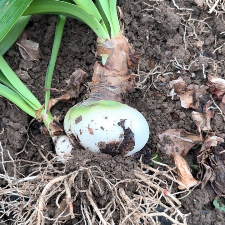 无花朵鸿**飞阿弗雷包对版