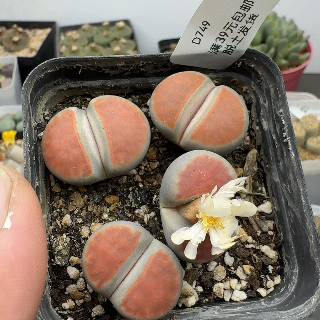 749多肉哈哈哈哈哈哈