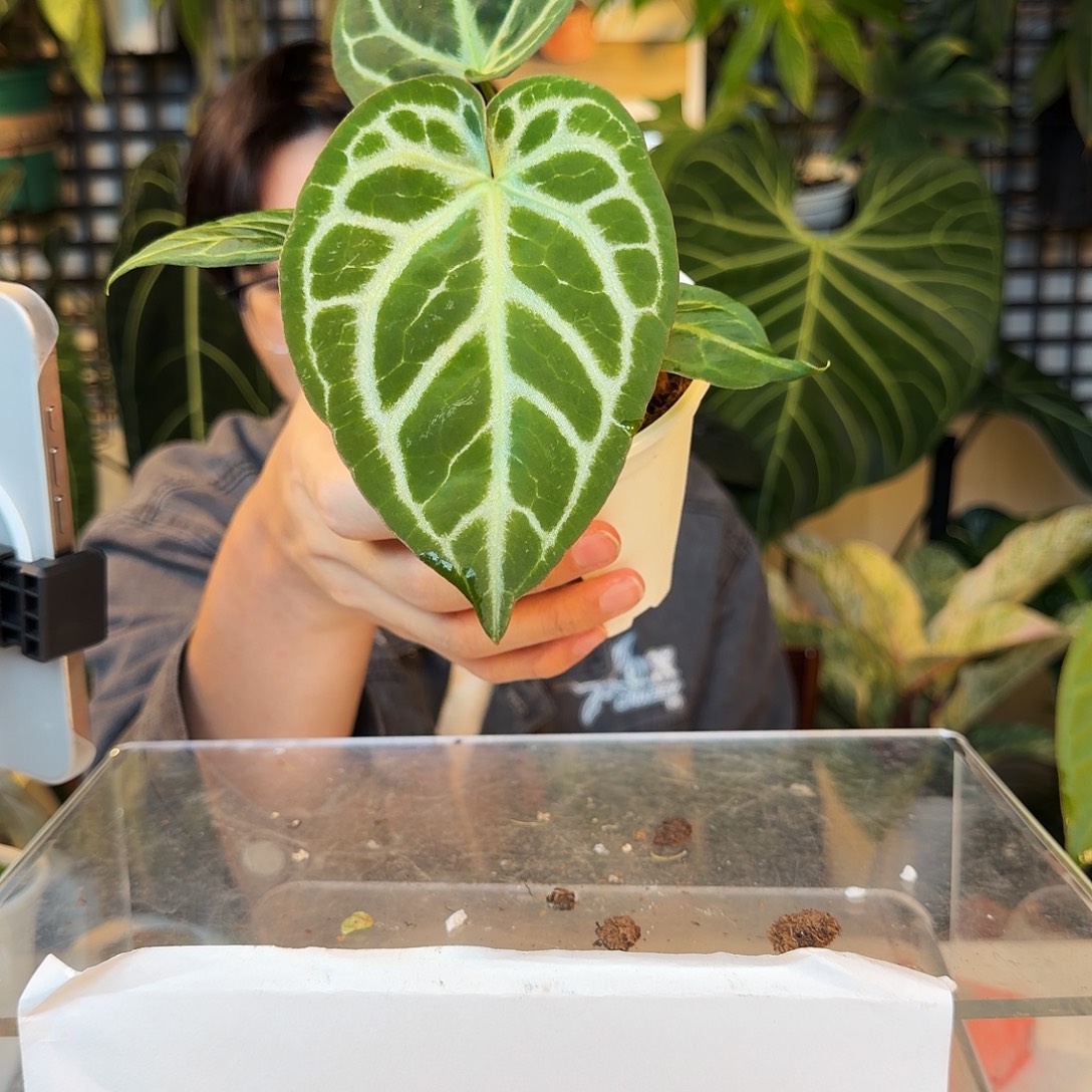 完全开放P136 撕裂纹