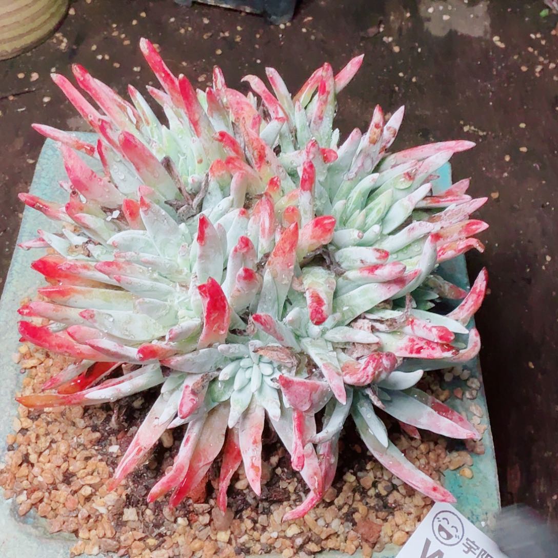 6173海瑟白菊多肉